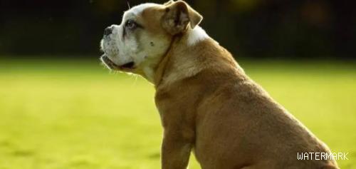 大型狗缺钙的表现？要怎么补钙？