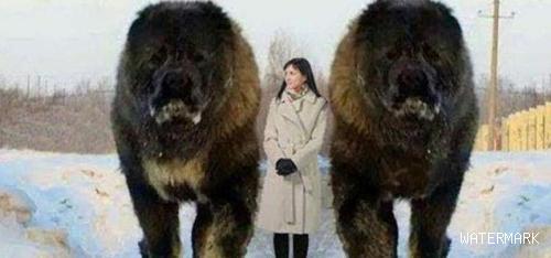 世界上最大的狗：站起来高达2.3米，外国女子为它婉拒异性追求