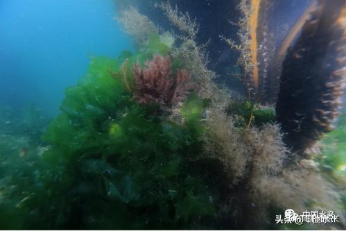 海草 海藻 珊瑚！请大家关注美丽而神奇的“海中花园”