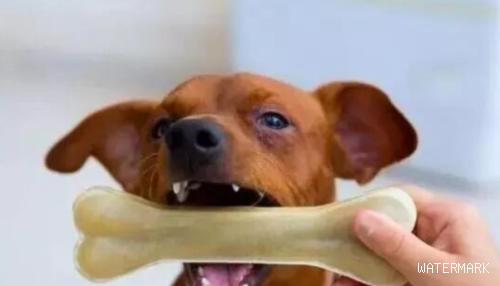 小狗的牙齿健康及维护方式看一下