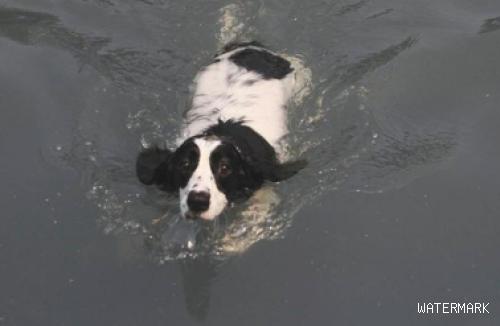 家狗虽会狗刨，但仍需避开溺亡风险性，狗狗：游得不太好，留意救我