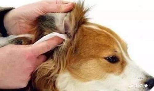 狗狗耳朵里面里有深褐色很臭是耳螨吗？