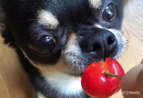 狗狗吃了一颗樱桃会不会有事？这个问题你一定要明白。