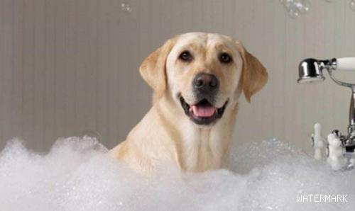 如何帮狗狗选择合适的沐浴露？狗狗用沐浴露洗澡好吗？