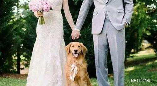 即使无法行走也要看着你幸福，狗狗罹患脑瘤坚持参加主人婚礼