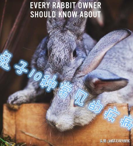 兔子其实也是经常生病的，养兔子，你需要了解这10种常见的疾病