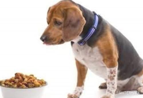 狗狗没有食欲，不愿意用餐是怎么回事？