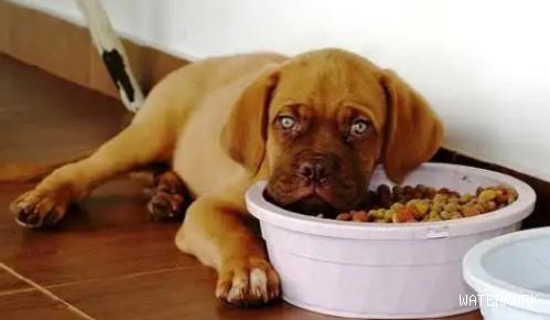 小知识：狗厌食的几个原因，你中招了吗？