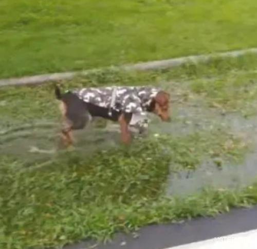 狗狗穿雨衣散步，下秒却冲入水坑...发现了雨衣新用途