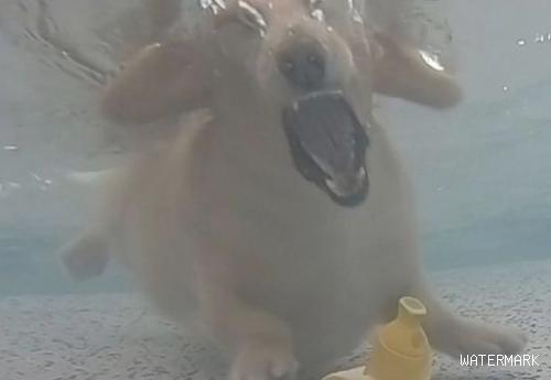 狗狗为捡池中的玩具，义无反顾跳进水中，从没见过它张那么大的嘴