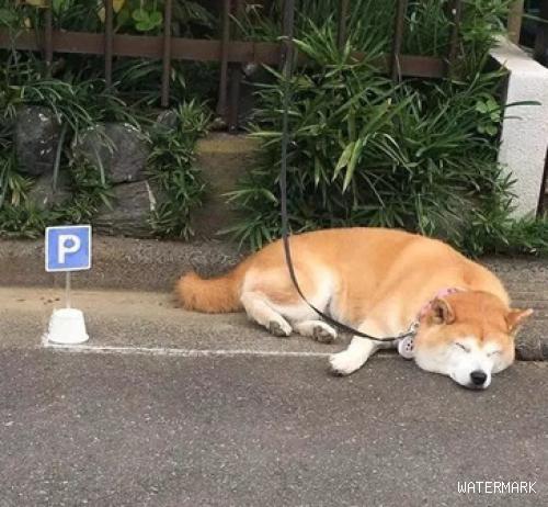 柴犬喜爱在大门口日晒，主人担忧它的安全性，专业帮它画了停车场
