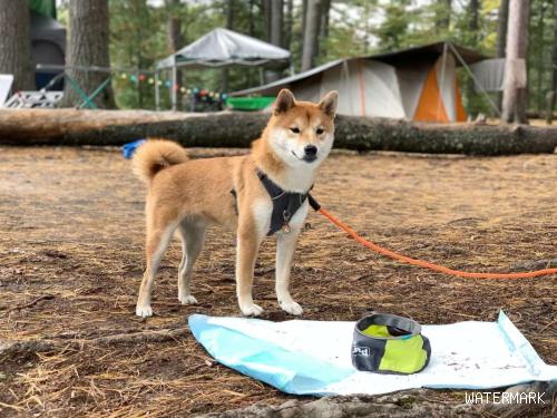 与狗狗去户外露营，有一点很需要注意！