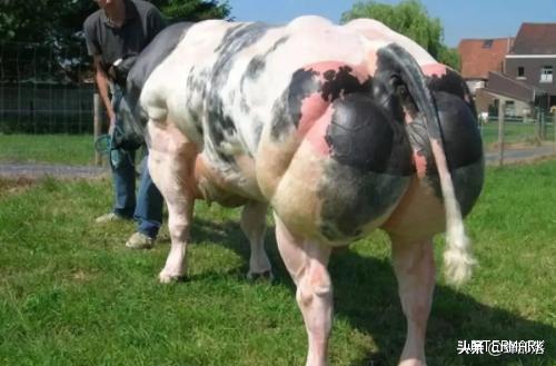 牛界“史泰龙”，每天能长3斤肉，体重达1.2吨，生仔需要进行剖腹