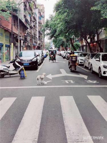 城市该如何文明养犬？宜宾人的“焦点”和“碰撞”在这些