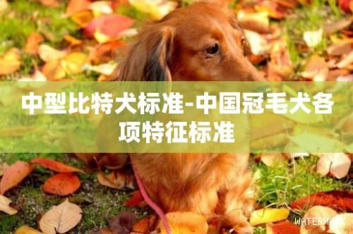 中型比特犬标准-中国冠毛犬各项特征标准