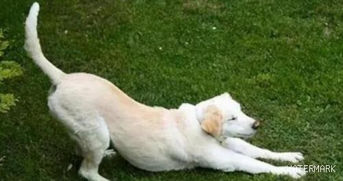 狗狗为什么喜欢伸懒腰，有什么含义
