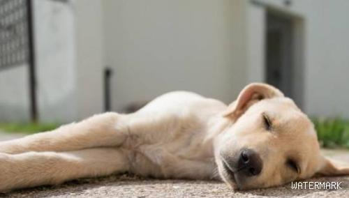狗狗常见的睡姿有四种，暴露了它们和主人的关系