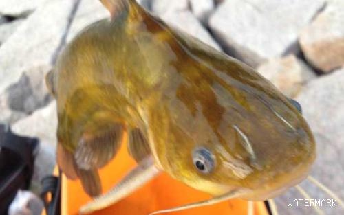 冬季钓黄颡鱼方法及注意事项
