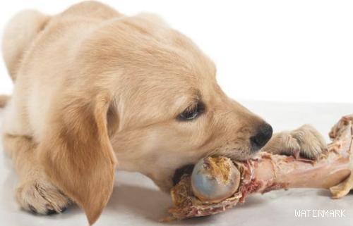 狗狗喜欢骨头，但不可以乱喂！