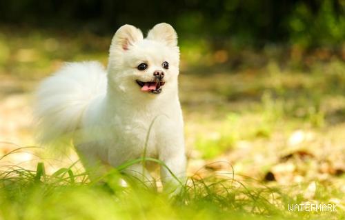 深圳前8月犬伤暴露超9万人次 绝大部分被自家宠物所伤