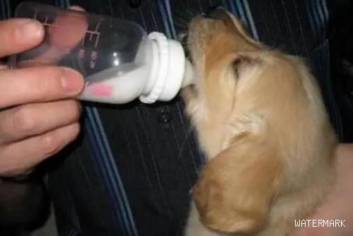 狗狗喝牛奶后容易出现哪些不良反应？