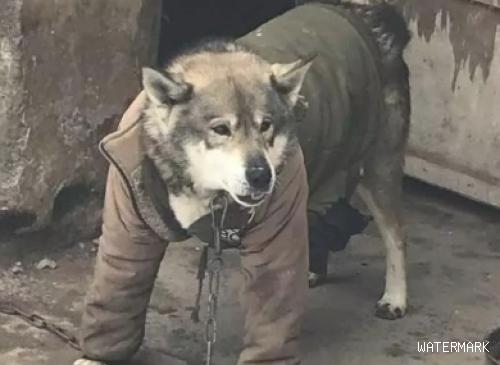 他怕狗子冷，给狗子穿了件皮衣夹克，这风格也简直了
