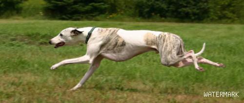 跑得更快的狗狗，第一你猜猜到底是谁！