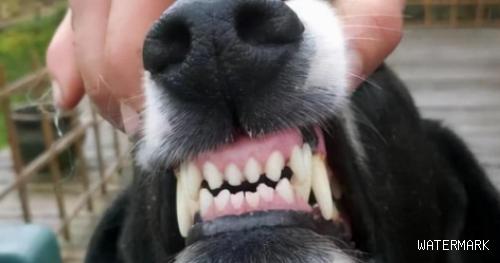 如何通过牙齿估算狗狗的年龄？从狗狗的牙齿数量来看