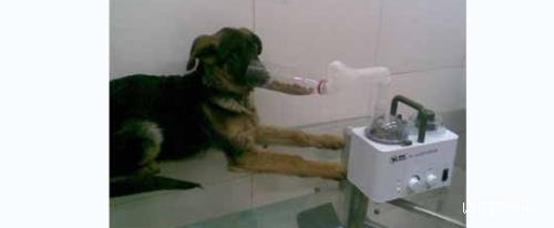 狗狗肺气肿的病因与治疗方法