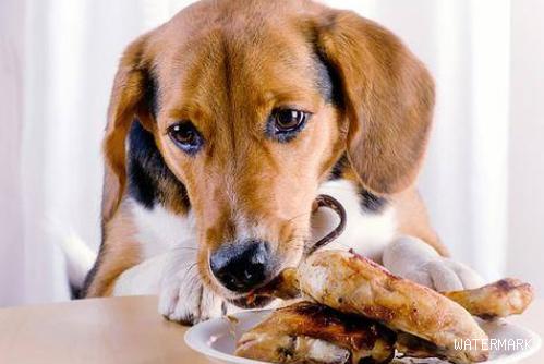 狗狗不能吃什么东西？狗狗可以吃什么？