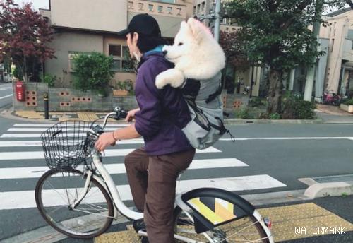 小伙骑自行车还身背萨摩耶，只露块头出去，小狗：我是个大头娃娃！
