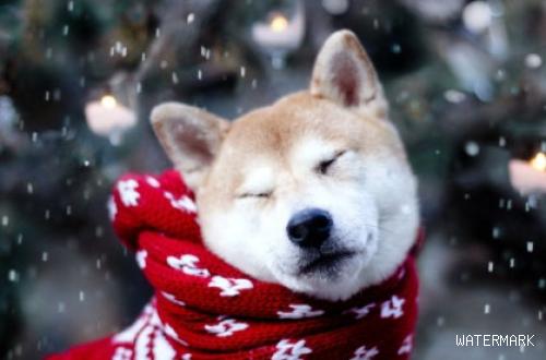 冬季应该如何护理狗狗？