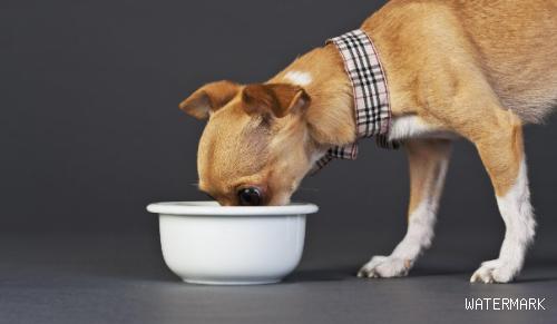 小狗吃多了的处理方法，狗狗吃的多了怎么办？