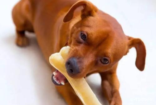 狗狗可以吃骨头吗？要注意哪些地方？