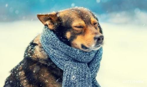 冬季应该如何护理狗狗？