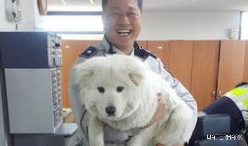 流浪狗没有人要 韩国警察收编给它一个家