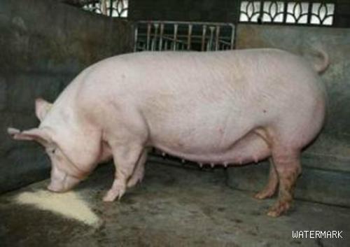 提高二元杂交母猪产仔率的措施，如何使二元杂交母猪多产仔？