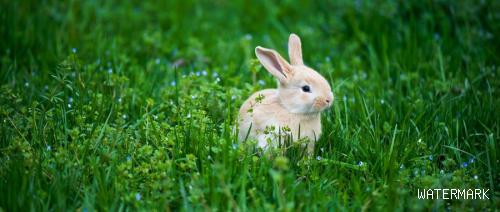 小朋友养兔子要注意哪些问题(关于兔子的养殖技术)