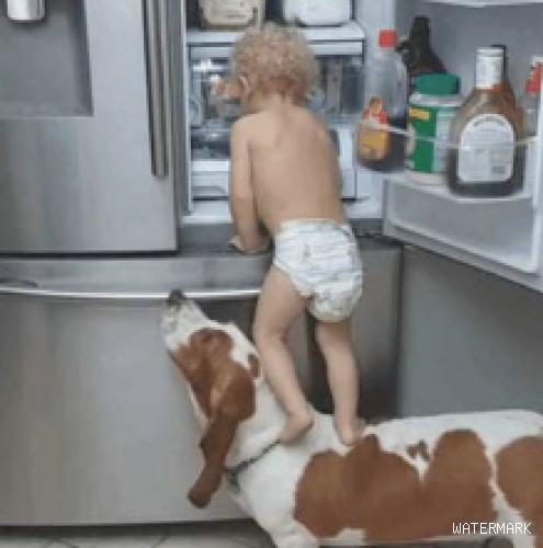 小主人去电冰箱翻东西，拉来狗狗当绊脚石，两脚才站在不幸发生了