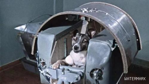 第一只进入太空的狗，在宇宙飘了63年，人类为何要毒死它