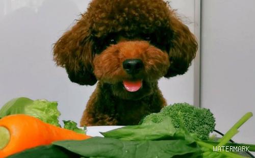 菠菜大量上市，狗狗可以吃吗？