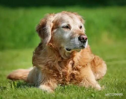 宠物狗狗的寿命排行榜 让狗狗更长寿的方法介绍