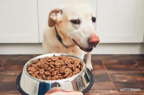 小狗对犬粮过敏是怎么回事？具体什么症状？