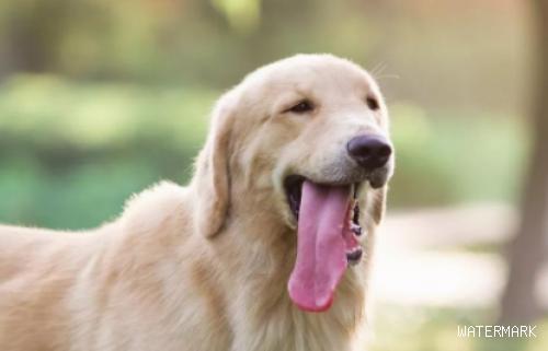 狗狗为什么把舌头伸出来？一文告诉你！