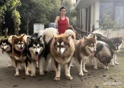 女生一人养七只阿拉斯加犬,遛狗的风格让人诧异,网民:是个狠人!