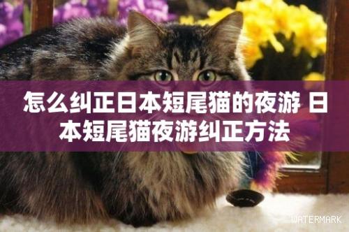 怎么纠正日本短尾猫的夜游 日本短尾猫夜游纠正方法