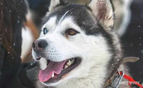 这“5种狗狗”在俄罗斯最受大家喜爱了，您有在养吗？