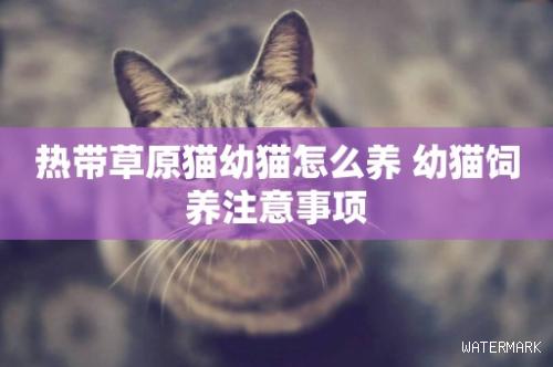热带草原猫幼猫怎么养 幼猫饲养注意事项