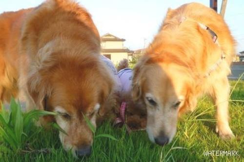 除开异食症，狗狗吃草还可能是胃部不适！