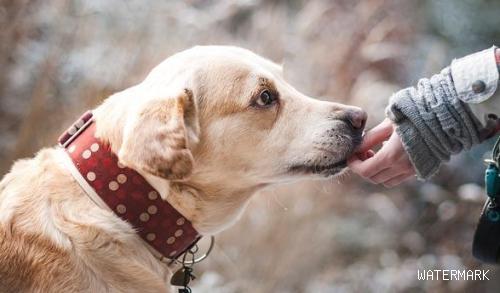 狗狗罹患鼻炎的的三大原因、症状和注意事项
